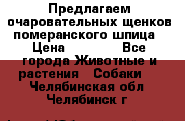 Предлагаем очаровательных щенков померанского шпица › Цена ­ 15 000 - Все города Животные и растения » Собаки   . Челябинская обл.,Челябинск г.